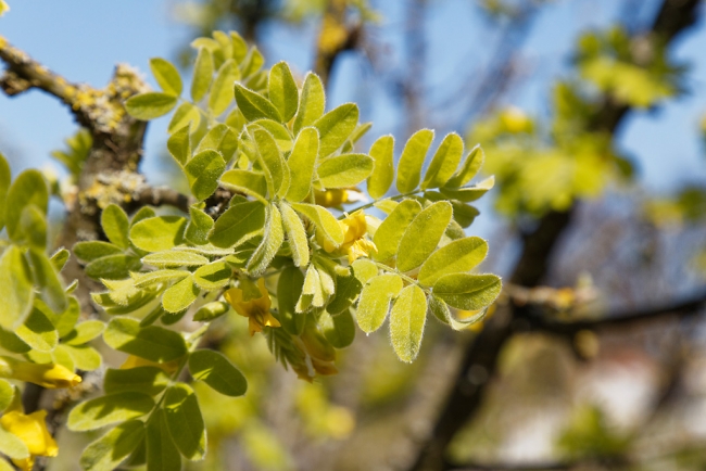 Jardin Botanique de la Bastide-016